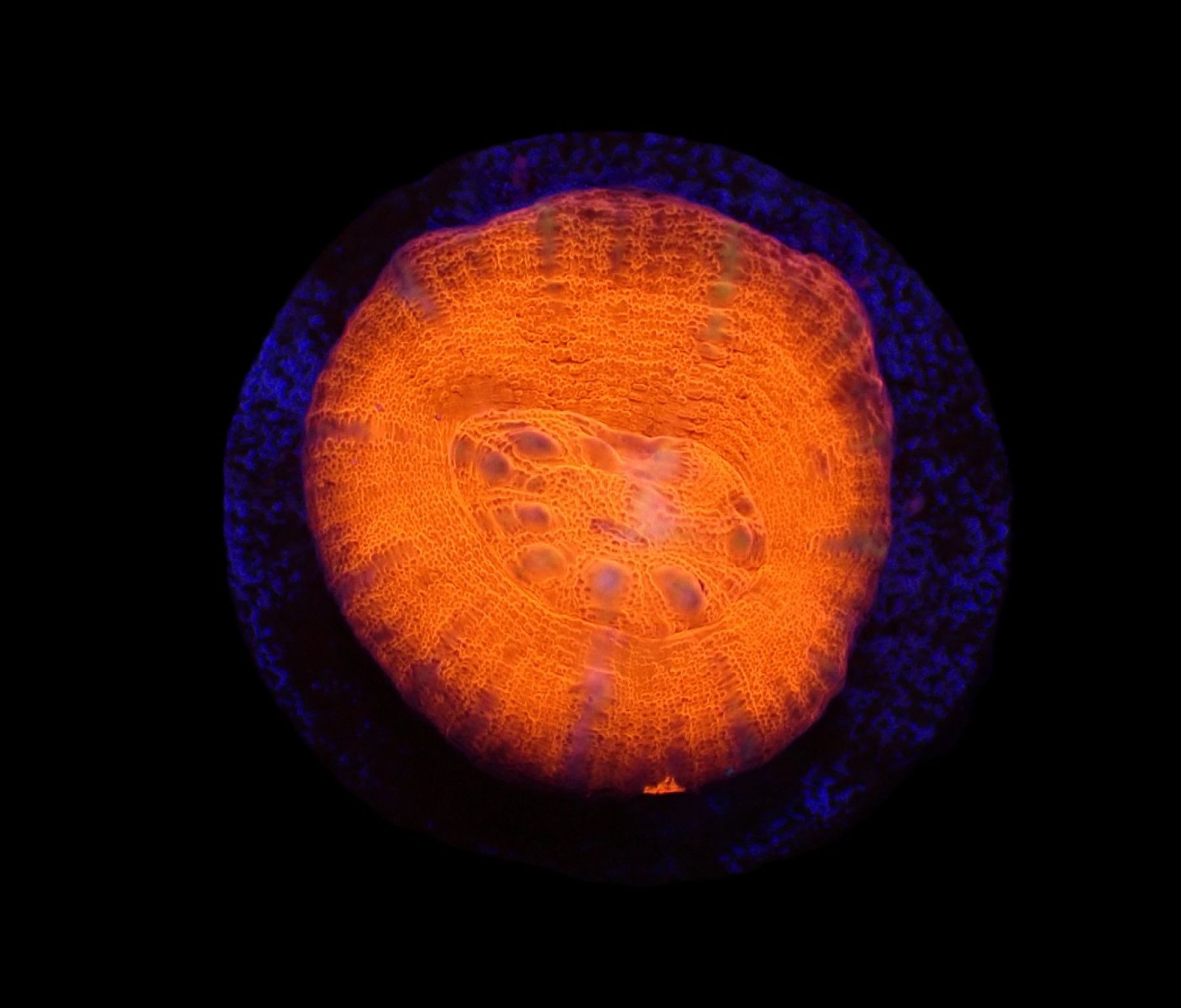 Homophyllia australis (Red)